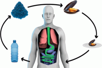 Study Underscores Harmful Effects of Plastic Nanoparticles on Human Health